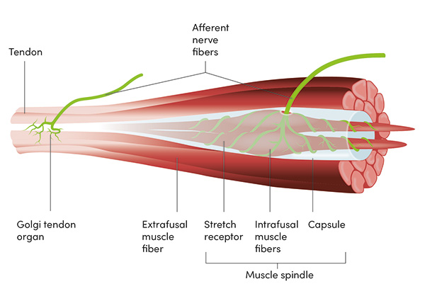 Graphic of anatomy of tendons and muscles