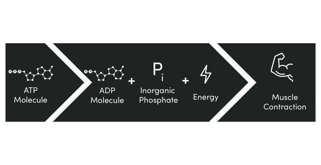 Training Energy Systems: ATP Model. 