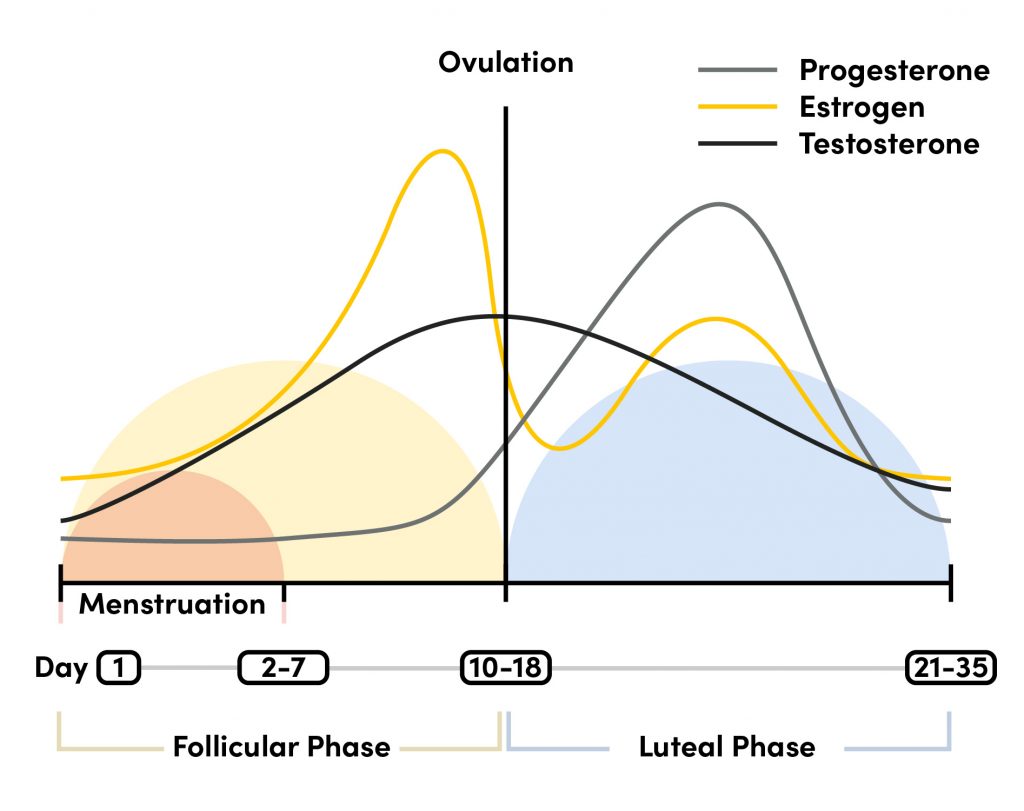 The Stages of Menstrual Cycle and Hormone Levels, Explained